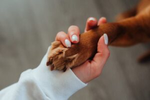 dog paw with hand