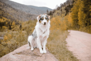 australian shepherd dog