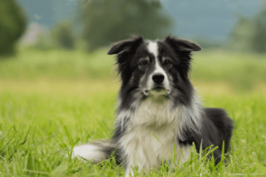 border collie dog on grass