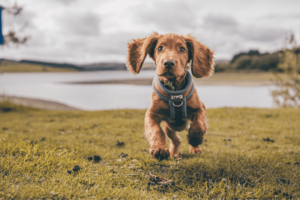 cocker spaniel dog running