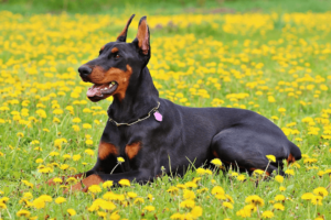 doberman on grass