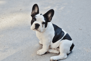 black and white french bulldog