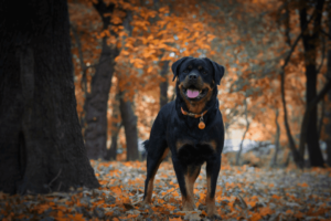 rottweiler with nature