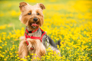 yorkshire terrier dog on grass