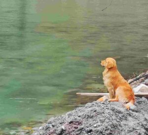 dog near a river