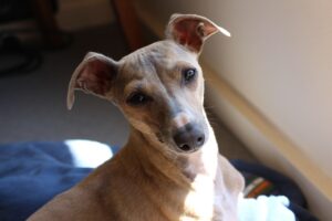 italian greyhound dog close up