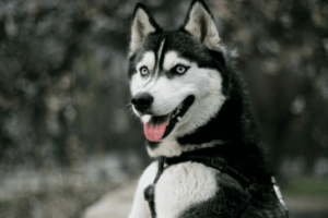 siberian husky dog happy